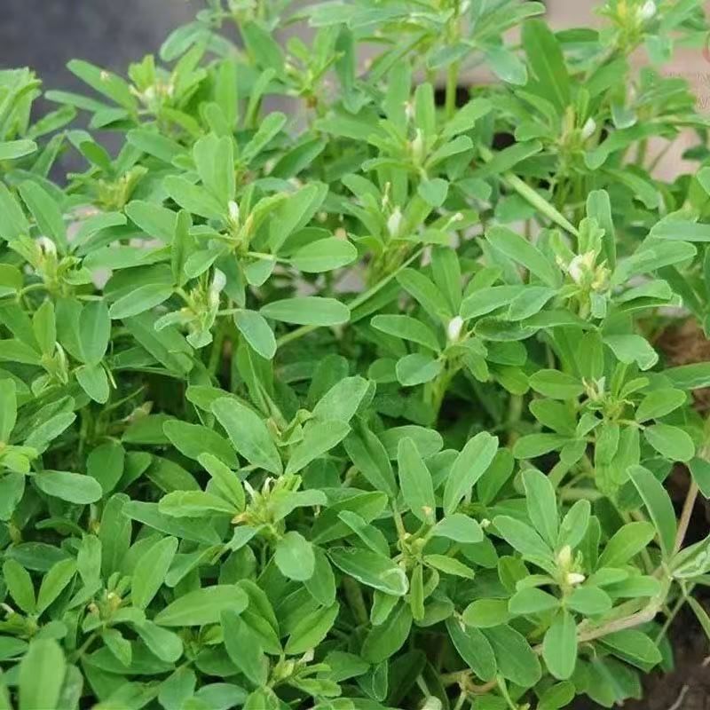 Piskavica (Trigonella Foenum-graecum) Premium začinsko i ljekovito sjeme (T13801)